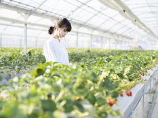 中小企業診断士の農業経営サポート